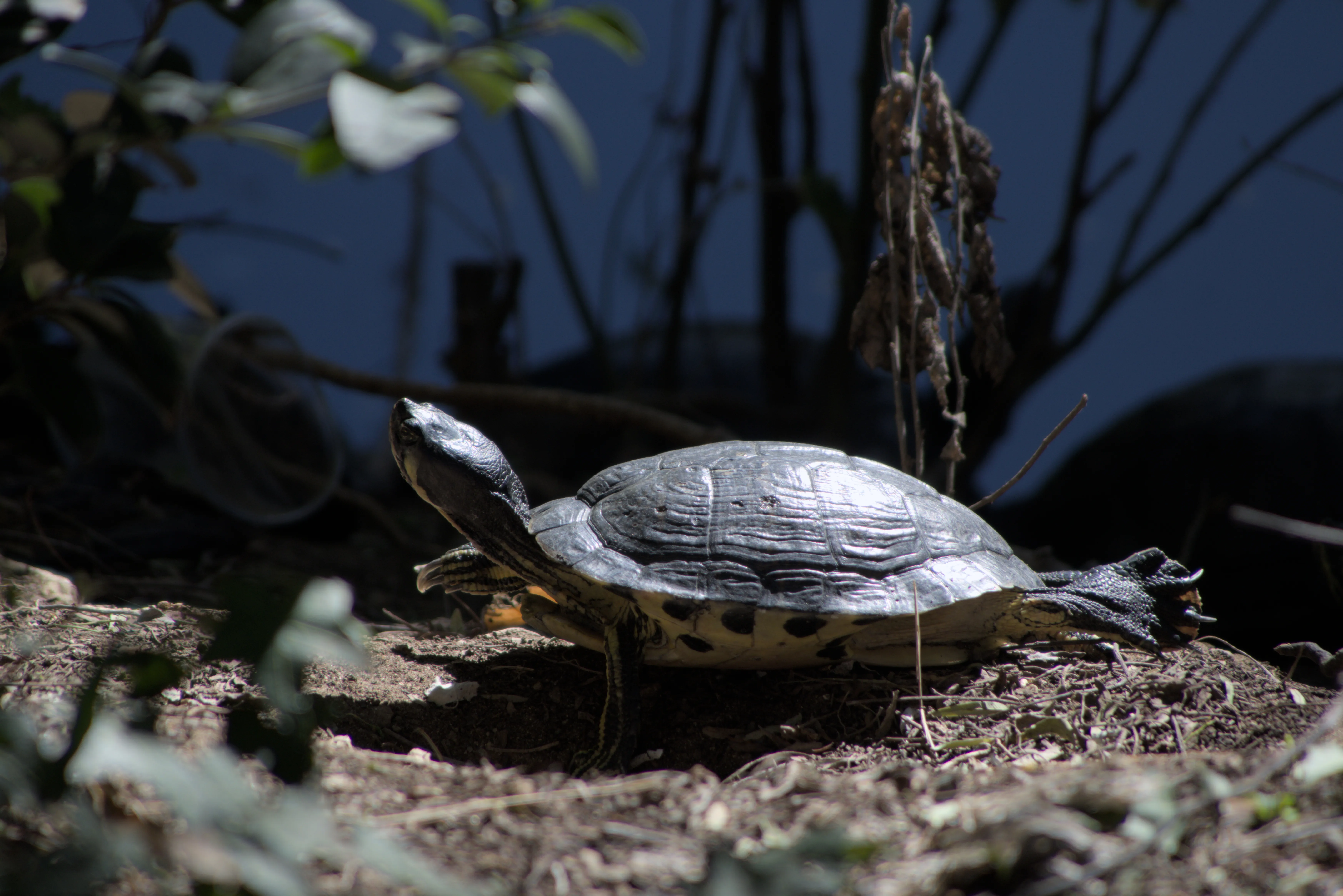 Tamron 28-300mm F3.5-6.3 (EF) - _I4A7155.webp